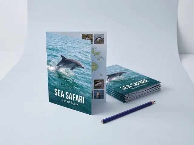 A Sea Safari folded leaflet standing open with a leaping dolphin on the front